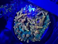 IMG_2482.jpeg