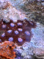 IMG_2721.jpeg