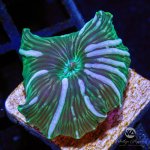 CoralAuction22_7aeb2b48-23fa-4d08-94e2-682ebc496821.jpg