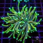 CoralAuction43_b296e8b0-b4de-4917-9a4f-f0f3b560dae1.jpg
