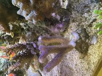 IMG_5670.jpeg