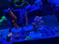 IMG_0582.jpeg