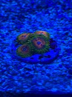 IMG_0587.jpeg