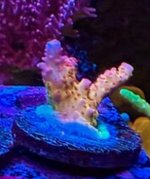 IMG_2921.jpeg