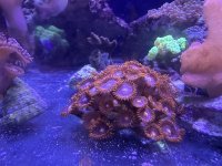 IMG_3334.jpeg