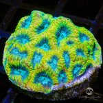 CoralAuction47_d91b8854-eb6a-4e54-8fb9-6cb8559b734d.jpg