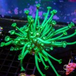 CoralAuction3_72d5c3cd-ace4-4861-bd66-43e1a7745063.jpg