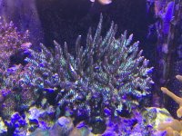 IMG_0799.JPG