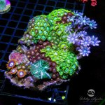 CoralAuction45_040b8193-c7f9-45d5-852e-0395ead0ab59.jpg