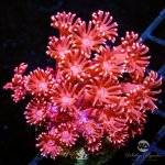 CoralAuction39_6b3326df-3ac3-4674-9d05-ceba9576e7d5.jpg