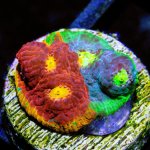 CoralAuction38_10534b94-e7fc-47b0-9e45-907995370105.jpg