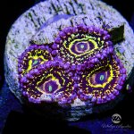 CoralAuction_f1d206ab-7ee9-49b8-86bf-0164bbfffc9d.jpg