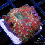 CoralAuction34_b205038f-2c77-49a9-a7e5-aeeb493369e9.jpg