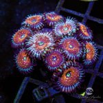 AuctionCoral6_ee4c7b11-f6b7-4e9e-97f5-fa070e30de3e.jpg