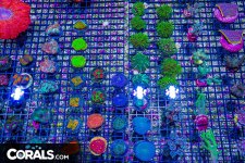 DSC00410.jpg