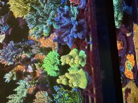 IMG_4703.jpeg
