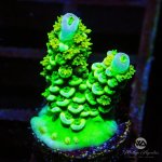 CoralAuction39_94b5ba95-6ef6-4fff-b711-4e280d2a0df2.jpg