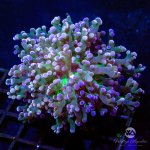 CoralAuction40_61c95af9-1d80-46e6-88c4-ba48434e221b.jpg