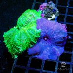 CoralAuction42_51dfc04f-8809-455f-91d9-d8abc0832898.jpg