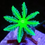 CoralAuction34_fa67ece0-9d09-4fd0-9a04-7a0ae5f3f816.jpg