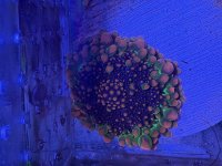 IMG_3466.jpeg