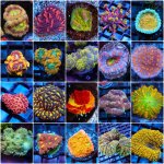 incollage_save 2.JPG