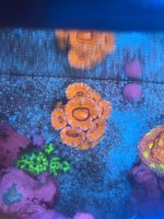 IMG_0960.jpeg