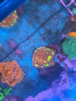 IMG_0961.jpeg