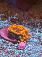 IMG_0963.jpeg
