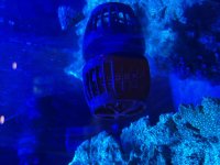 IMG_6784.jpeg