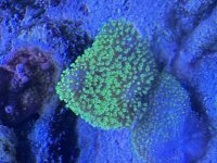 IMG_2921.jpeg