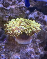 IMG_3251.jpeg