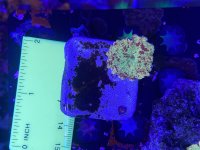 IMG_1227.jpeg