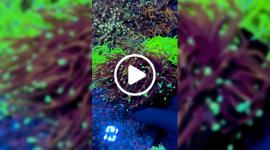 Untitled design(148).png