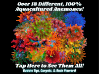 Shop AQ Anemones(1).png