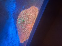 IMG_2639.jpeg