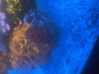 IMG_2641.jpeg