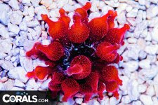 anemone_red.jpg