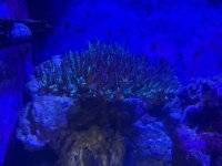 IMG_6071.jpeg