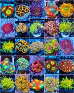 incollage_save 2.JPG