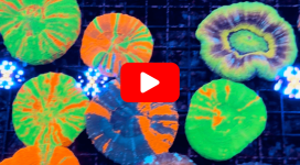 Untitled design(152).png