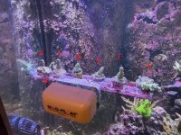 WWC yellow tip 1.JPEG