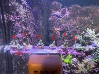 WWC yellow tip 2.JPEG