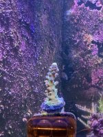 WWC yellow tip Big Frag 2.JPEG