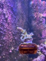 WWC yellow tip big frag.JPEG