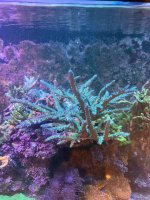 WWC yellow tip mother colony 1.JPEG