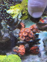 IMG_3525.jpeg IMG_3525.jpeg