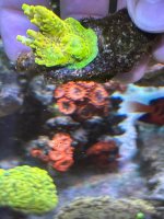 IMG_3522.jpeg IMG_3522.jpeg