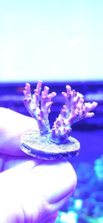 IMG_3529.png IMG_3529.png