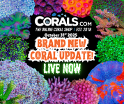 10.31 new coral.png